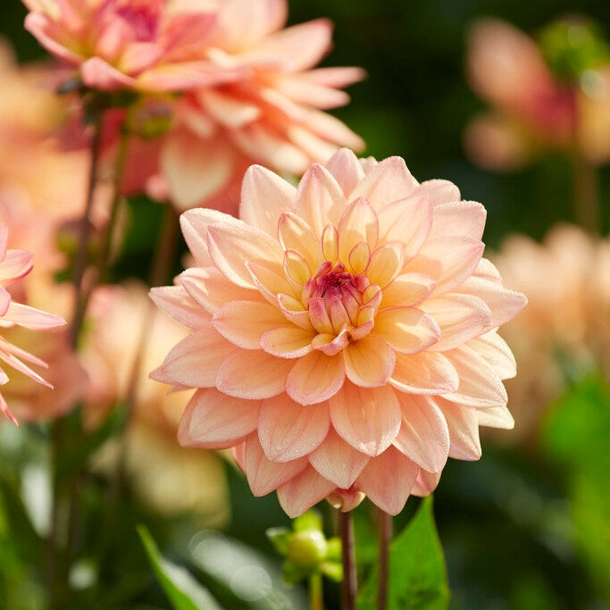 Dahlia Border Melody Dora 1-pack